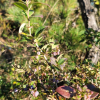모새나무(Vaccinium bracteatum Thunb.) : 산들꽃