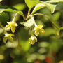 왕보리수나무 : 산들꽃