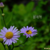벌개미취(Aster koraiensis Nakai) : 현촌