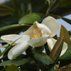 태산목(Magnolia grandiflora L.) : 설뫼*