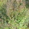 개차즈기(Amethystea caerulea L.) : 여울목