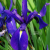 제비붓꽃(Iris laevigata Fisch. ex Turcz.) : 설뫼