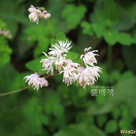 자주꿩의다리(Thalictrum uchiyamae Nakai) : 꽃마리