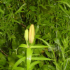 날개하늘나리(Lilium pensylvanicum Ker Gawl.) : 통통배
