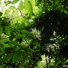 나도밤나무(Meliosma myriantha Siebold & Zucc.) : 설뫼*