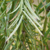 가는오이풀(Sanguisorba × tenuifolia Fisch. ex Link) : 별꽃