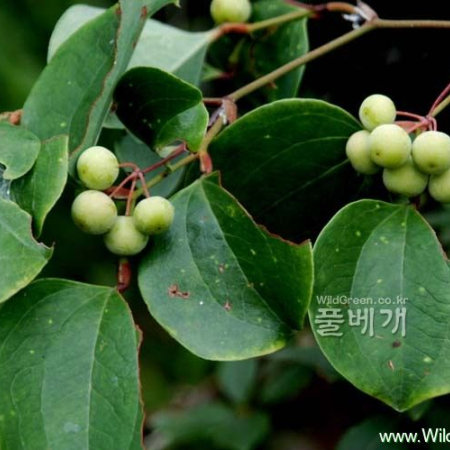 청미래덩굴(Smilax china L.) : 河志