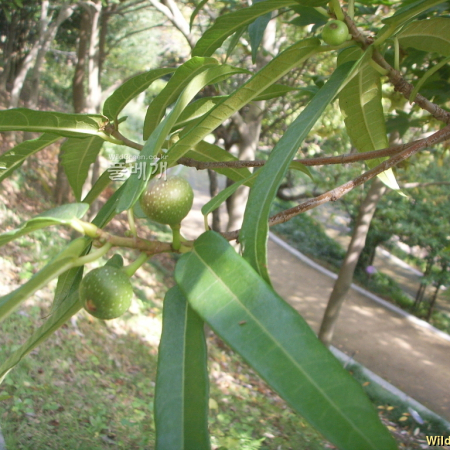 좁은잎천선과(Ficus erecta Thunb. f. sieboldii (Miq.) Corner) : 봄까치꽃