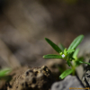 산방백운풀(Oldenlandia corymbosa L.) : 곰배령
