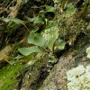 애기석위(Pyrrosia petiolosa (H.Christ & Baroni) Ching) : 들꽃사랑