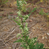 쑥(Artemisia indica Willd.) : 추풍