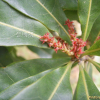 소귀나무(Myrica rubra (Lour.) Siebold & Zucc.) : 봄까치꽃
