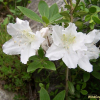 흰산철쭉(Rhododendron yedoense Maxim. f. albflora H.T.Chang) : 둥근바위솔
