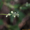 나도닭의덩굴(Fallopia convolvulus (L.) A.Love) : 산들꽃
