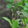 쪽(Persicaria tinctoria H.Gross) : 바지랑대
