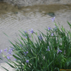 타래붓꽃(Iris lactea var. chinensis (Fisch.) Koidz.) : 塞翁之馬
