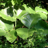 큰천남성(Arisaema ringens (Thunb.) Schott) : 풀잎사랑