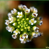 말냉이(Thlaspi arvense L.) : 산들꽃