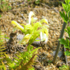 만주송이풀(Pedicularis mandshurica Maxim.) : 푸른마음
