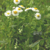 봄망초(Erigeron philadelphicus L.) : 설뫼