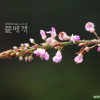 개도둑놈의갈고리(Hylodesmum podocarpum (DC.) H.Ohashi & R.R.Mill) : habal