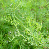 가는살갈퀴(Vicia sativa L. subsp. nigra Ehrh.) : 목유화