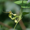 쥐방울덩굴(Aristolochia contorta Bunge) : kplant1