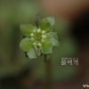 연복초(Adoxa moschatellina L.) : 청풍