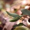 애기석위(Pyrrosia petiolosa (H.Christ & Baroni) Ching) : 들꽃사랑