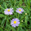 벌개미취(Aster koraiensis Nakai) : 현촌