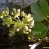 갯기름나물(Peucedanum japonicum Thunb.) : 푸른산야