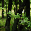 참줄바꽃(Aconitum neotortuosum Nakai) : 산들꽃