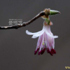올괴불나무(Lonicera praeflorens Batalin) : habal