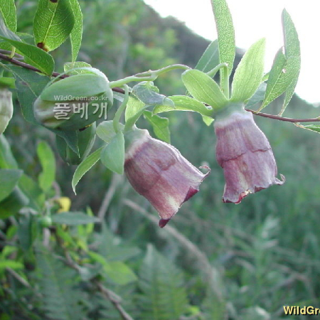 소경불알(Codonopsis ussuriensis (Rupr. & Maxim.) Hemsl.) : 벼루