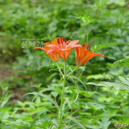 날개하늘나리(Lilium pensylvanicum Ker Gawl.) : 별꽃