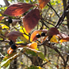 정금나무(Vaccinium oldhamii Miq.) : 봄까치꽃