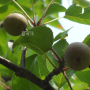 콩배나무 : 멀티맨
