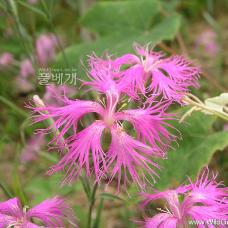 술패랭이꽃(Dianthus longicalyx Miq.) : 은하수