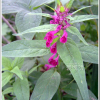 새며느리밥풀(Melampyrum setaceum var. nakaianum (Tuyama) T.Yamaz.) : kplant1
