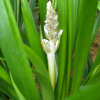 맥문아재비(Ophiopogon jaburan (Kunth) Lodd.) : 곰배령