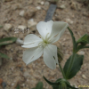 달맞이장구채(Silene latifolia Poir. subsp. alba (Mill.) Greuter & Burdet) : 塞翁之馬
