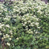 갯기름나물(Peucedanum japonicum Thunb.) : 설뫼*