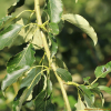 물황철나무(Populus koreana Rehder) : 무심거사