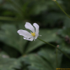 남바람꽃(Anemone flaccida F.Schmidt) : 고들빼기