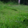 무릇(Barnardia japonica (Thunb.) Schult.f.) : 눈송이