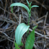 산제비란(Platanthera komarovii Schltr.) : 현촌