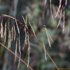 기름새(Spodiopogon cotulifer (Thunb.) Hack.) : 도리뫼