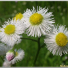 봄망초(Erigeron philadelphicus L.) : 추풍