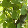계수나무(Cercidiphyllum japonicum Siebold & Zucc.) : 산소리