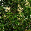당광나무(Ligustrum lucidum Aiton) : 통통배